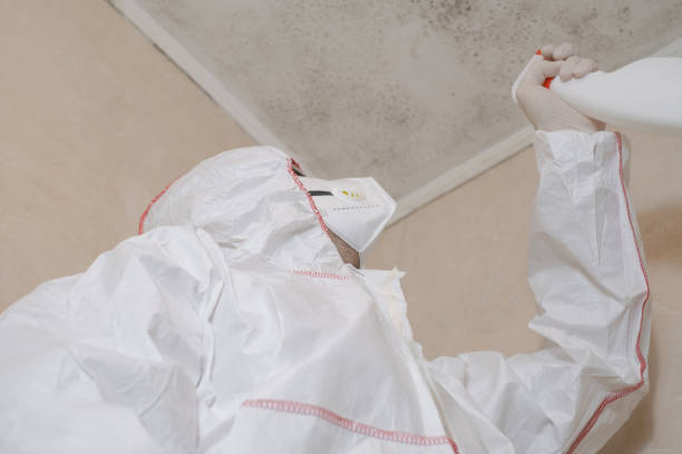 Best DIY Mold Remediation in East Lansing, MI